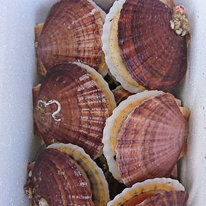 【夏ギフト】8月発送ちょっとだけ食べたいあなたへ！ミルキーホタテ約２０枚セット！