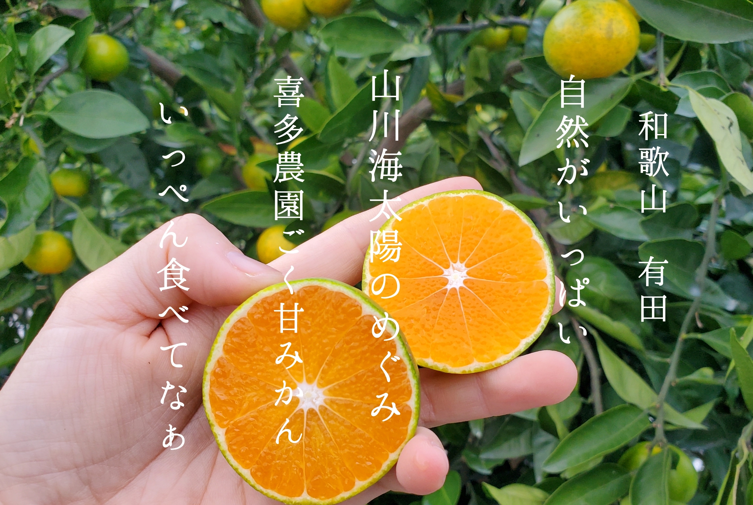 YN26の産直通販・お取り寄せ商品｜ポケットマルシェ｜産地直送で旬の