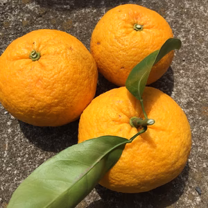 収穫開始しました【農薬不使用】収穫したてジューシーな甘夏