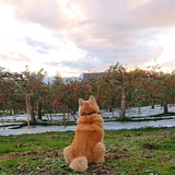 吉田朱里
