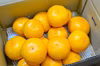 甘さと酸味のバランスがいいマイルドな味わいのみかん（上野早生・大小混合）