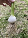 バラ【低農薬】和歌山M'sファームで採れた乾燥新にんにく　1㎏・5㎏選べます。