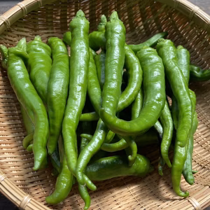 『クール便発送』季節限定！『伏見唐辛子５００g』