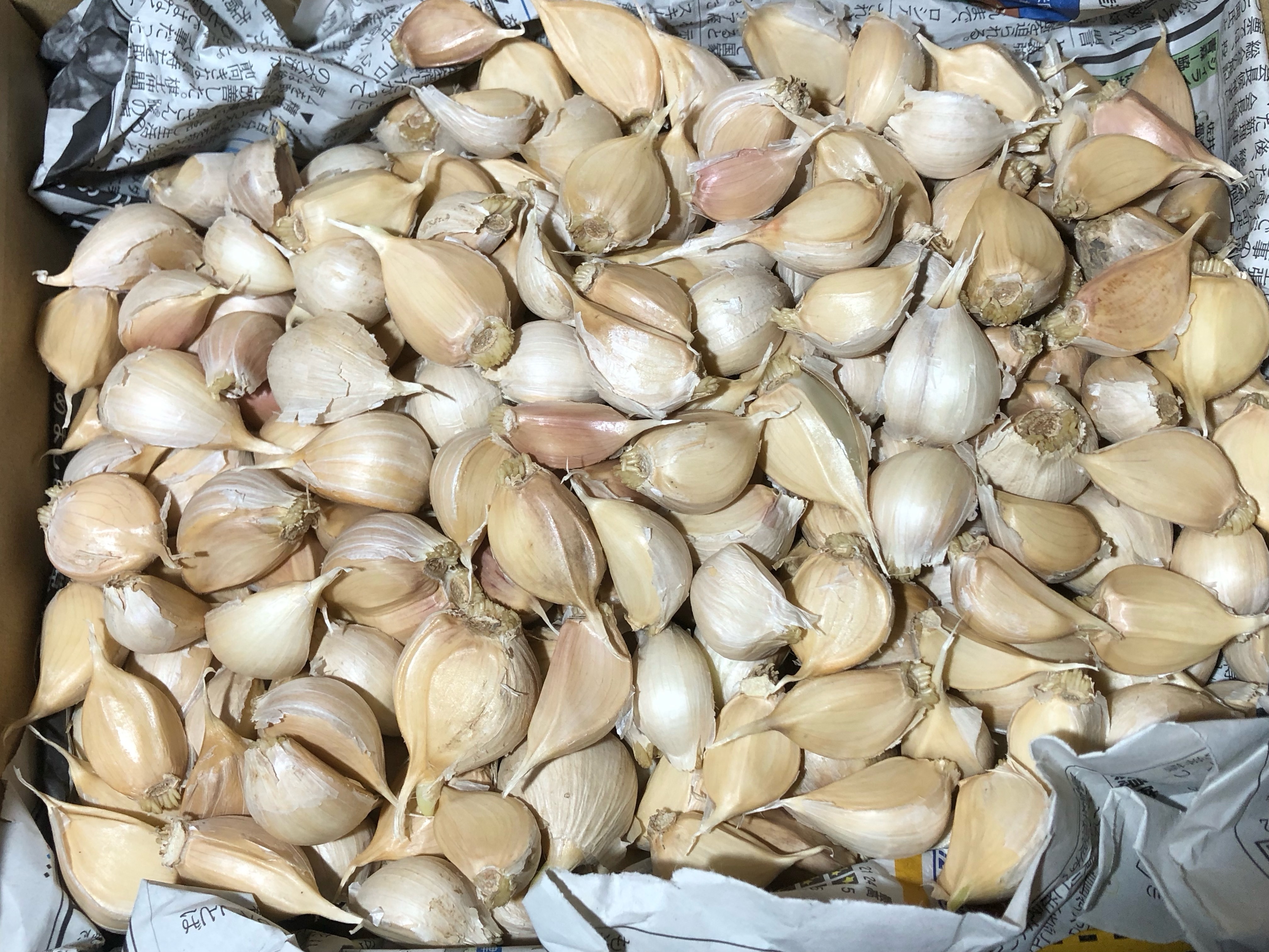 お買得大容量【農薬・化学肥料不使用栽培】2025年青森県産 バラにんにく 2kg お買得大容量【農薬・化学肥料不使用栽培】2025年青森県産 バラ