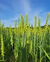 青森県階上産小麦粉強力粉1袋&全粒粉1袋計7kg食べ比べセット