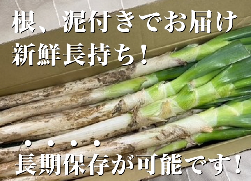 福袋2026】✓至福の極甘ネギ✨10%増量⭕️＜北海道九州四国沖縄の