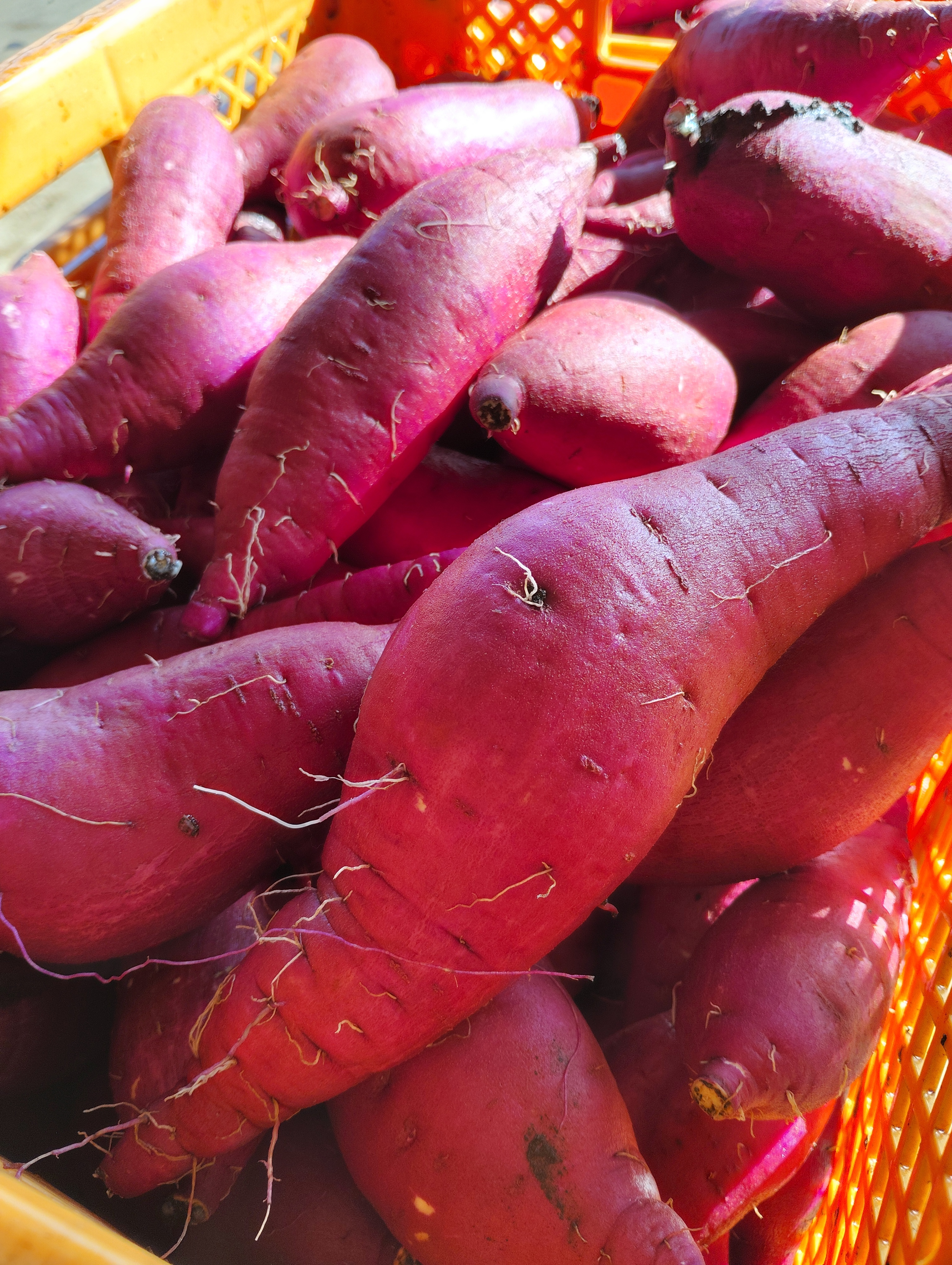 セール!!! 安納芋 シルクスイート セット 200本 セール!!! 安納芋