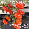 期間少し延長【豊作200円引き中‼️】⭐️甘い♡ミニトマトフラガール⭐️
