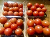 完熟、訳あり：こだわり有機農家のオーガニックミニトマト3キロ！！