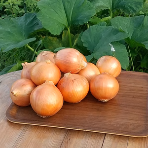 タマネギ白、５Kg。瑞々しいシャキシャキ感！　無農薬