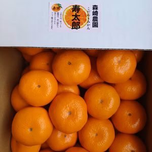 蔵出し寿太郎みかん 