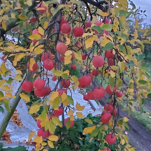 『初売』サンふじあれこれ‼️