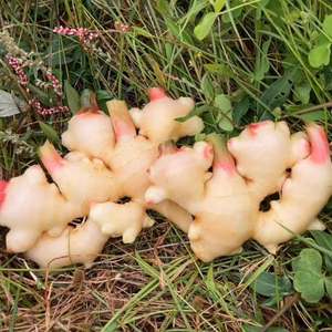 たかえさん専用　新生姜追加1キロ分