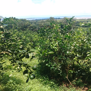 果汁たっぷり！青切り島レモン（マイヤーレモン）2ｋｇ