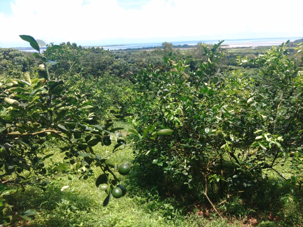 果汁たっぷり！青切り島レモン（マイヤーレモン）2ｋｇ