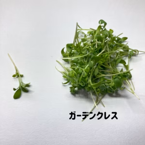 マイクロペッパークレス 10ｇ　