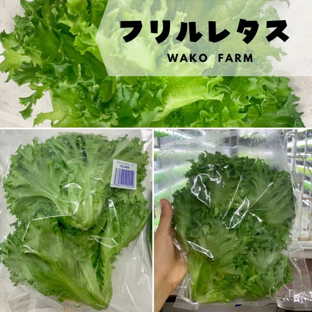 キャンペーン中「１株プレゼント」先着46名⭐️選べるレタスセット⭐️