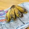 有機栽培アップルバナナ(3kg)