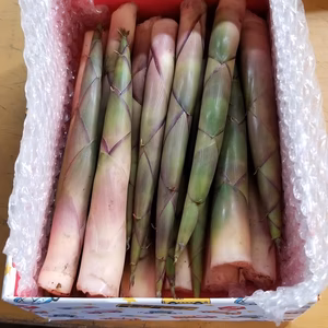 【世界最古級の大平山元遺跡】外ヶ浜ファーム～朝摘み新鮮根曲がり竹～