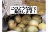 安心安全！甘く、みずみずしい！新玉ねぎ　大阪府堺産