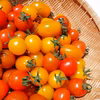 食べ比べできる３種トマト【農学博士のDr.トマト】常温