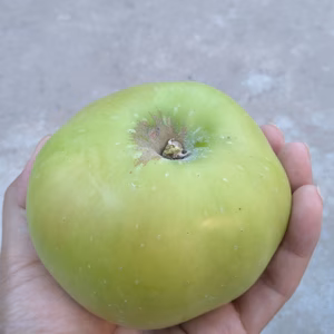 【クッキングアップル】五キロ以上詰め　ブラムリー