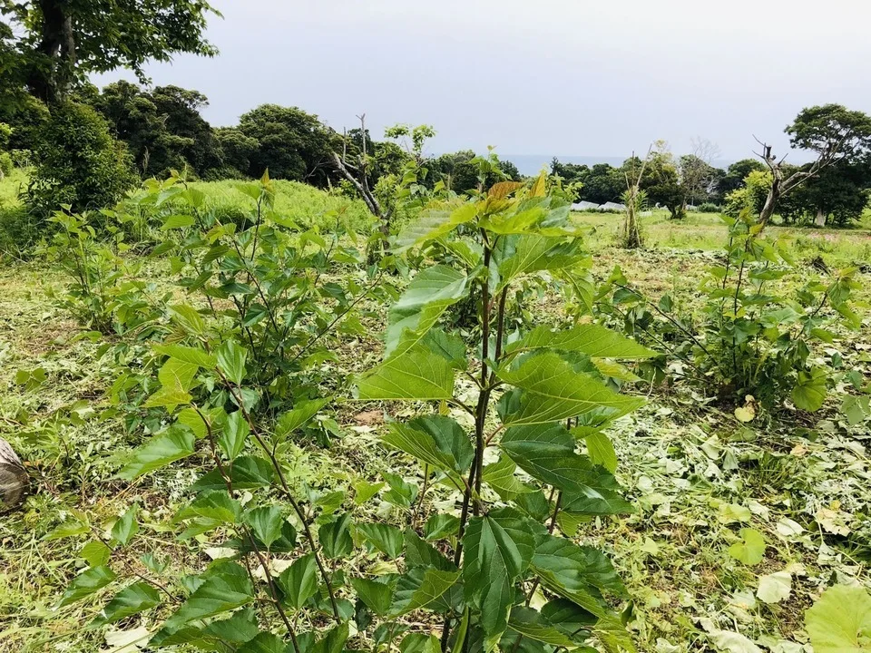 【農園女子の健康茶】桑茶（50g）  ※数量限定　◇ノンカフェイン　
