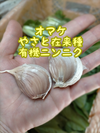 【訳あり】【クール便】朝採りオーガニック小松菜 2kg