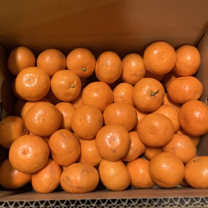 濃厚3S,2Sミカン