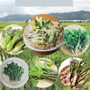 【予約販売】山形県産 「春山菜の天ぷらセット」山菜5種程度の詰め合わせ
