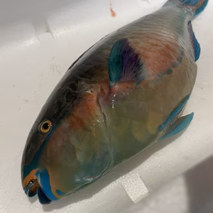 【魚突き】動画あり　ナンヨウブダイ（イラブチャー）1.6kg 鱗、下処理済み