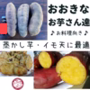 【年末年始も発送】さつまいも好き農家の「大きな紅はるか」！　サツマイモ　薩摩芋
