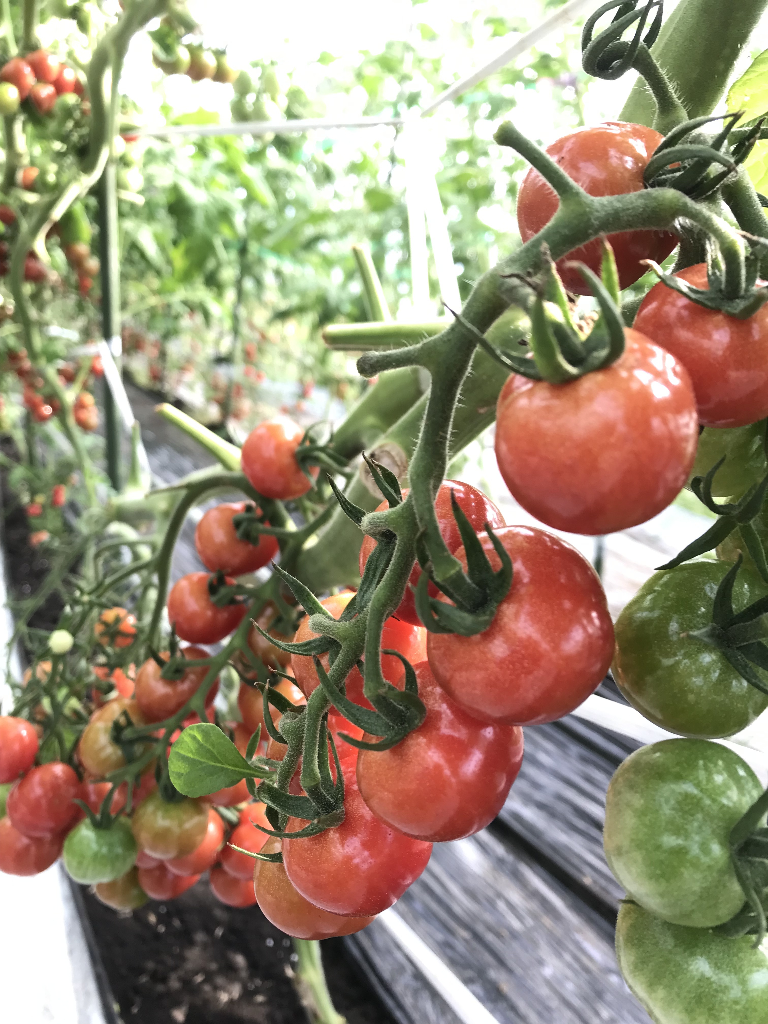 贈答 ふるさと納税 碧南市 お試し 衝撃の一粒 さくらんぼミニトマト プチぷよ 500g H004 057 Firmadys Pl