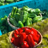 本日最終日！！！【希少赤ピーマン！！】『赤×緑』袖ヶ浦産スイートピーマン！