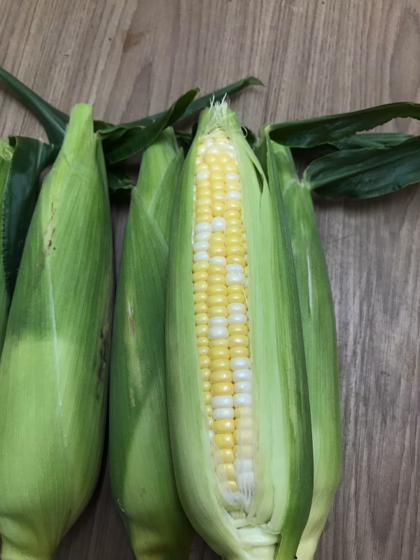 とうもろこし【しあわせコーン】箱込み 5kg弱　5/31より収穫開始