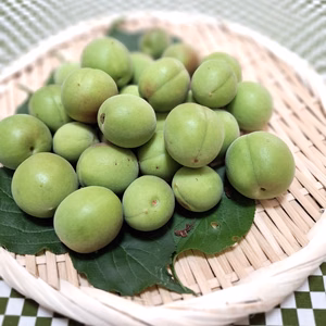 青梅・鶯宿　M～２Lサイズ（中～大粒／梅酒・ｼﾞｭｰｽ専用）　約２kg～