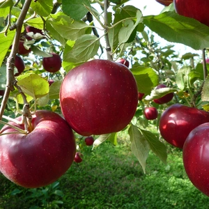 【9月末頃発送予定】パリッとりんご！秋映 約2kg～ 信州りんご 