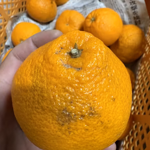 数量限定　訳あり混合　ガムシャラポン（肥の豊）　