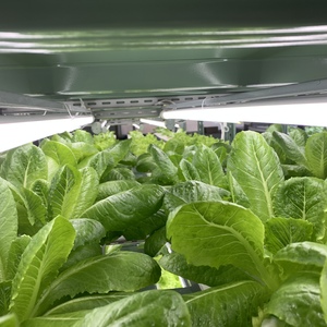 【室内水耕栽培】無農薬栽培 水光ロメインレタス