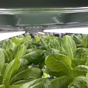 【室内水耕栽培】無農薬栽培 水光ロメインレタス