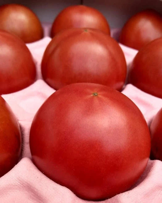 【天空に広がるトマト畑】トマテ・コロラードのフルーツトマト