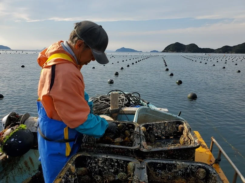 トコブシ　愛媛宇和島産　生きたままお届けします