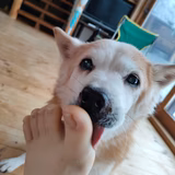 スポーツようかん