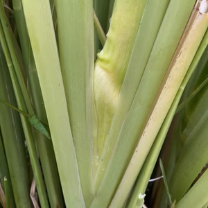 【奈良の綺麗な水で育った】マコモダケ★農薬不使用・化学肥料不使用（マコモタケ）