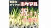 【6周年福袋】発芽にんにくお得な無料おまけ付き！※30本+訳アリ5本セット　
