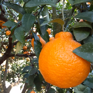 売切次第終了❗️　谷ポン!! 谷果樹園のおいしい不知火