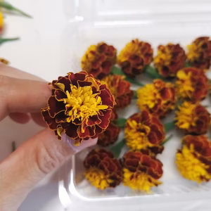 ✾エディブルフラワー✾マリーゴールド赤橙20輪入り