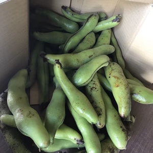愛知発❗️畑からダンボールへ。無選別ですが完熟空豆！