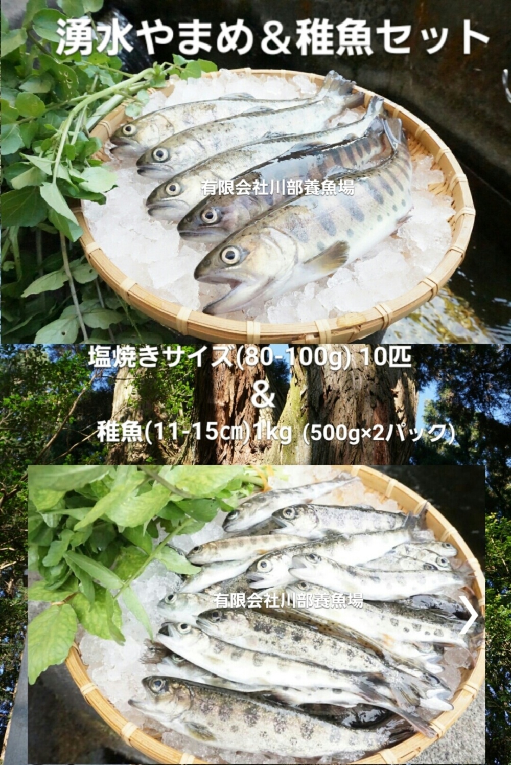 阿蘇から届く稚魚 1kg と湧水やまめ 10匹 セット 熨斗対応 農家漁師から産地直送の通販 ポケットマルシェ