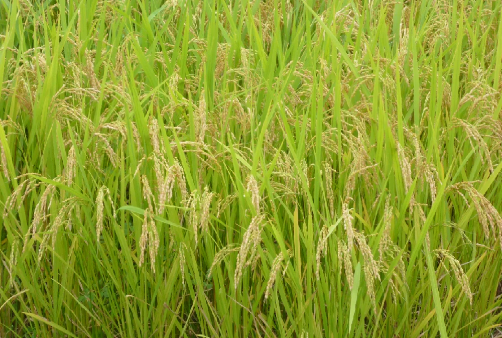 100％混じりけなしの宮城産ひとめぼれ 玄米5kg / 令和4年産